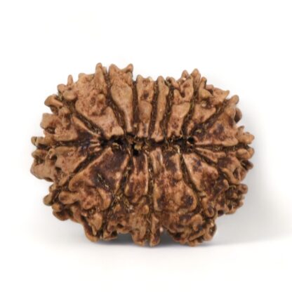 14-Mukhi-Rudraksha-Nepal-1-Back