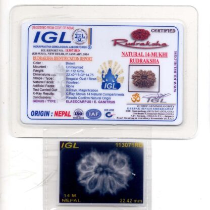 14-Mukhi-Rudraksha-Nepal-1-Certificate
