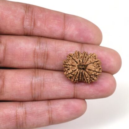 14-Mukhi-Rudraksha-Nepal-1-Hand