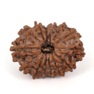 14-Mukhi-Rudraksha-Nepal-32