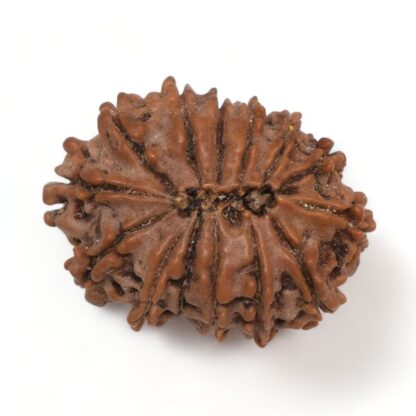 14-Mukhi-Rudraksha-Nepal-32-Back