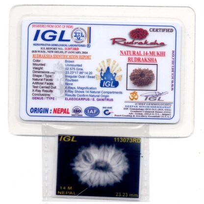 14-Mukhi-Rudraksha-Nepal-32-Certificate