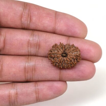 14-Mukhi-Rudraksha-Nepal-32-Hand