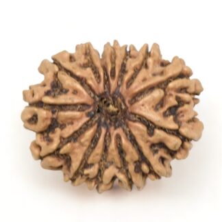 14-Mukhi-Rudraksha-Nepal-33