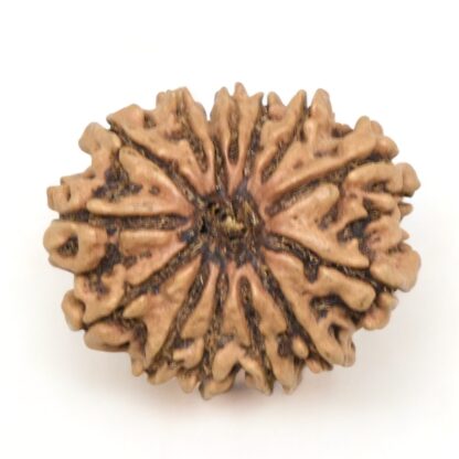 14-Mukhi-Rudraksha-Nepal-33