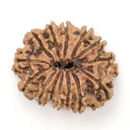 14-Mukhi-Rudraksha-Nepal-33-Back