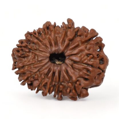 14-Mukhi-Rudraksha-Nepal-34