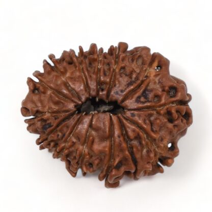 14-Mukhi-Rudraksha-Nepal-34-Back