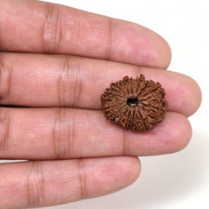 14-Mukhi-Rudraksha-Nepal-34-Hand