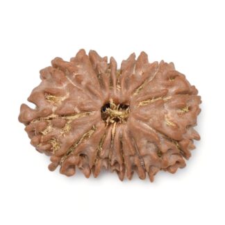 14-Mukhi-Rudraksha-Nepal-35