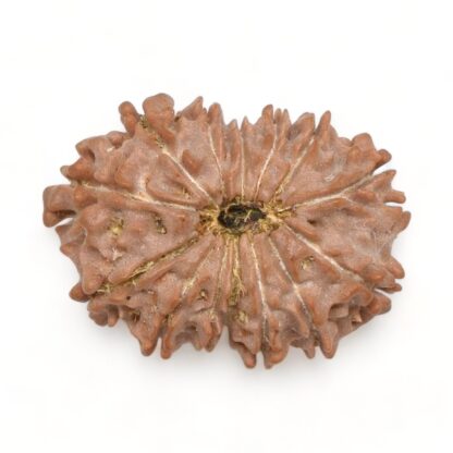 14-Mukhi-Rudraksha-Nepal-35-Back