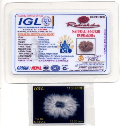 14-Mukhi-Rudraksha-Nepal-35-Certificate