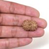 14-Mukhi-Rudraksha-Nepal-35-Hand