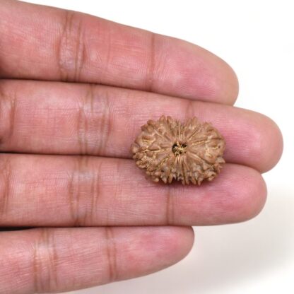 14-Mukhi-Rudraksha-Nepal-35-Hand