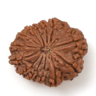 14-Mukhi-Rudraksha-Nepal-36