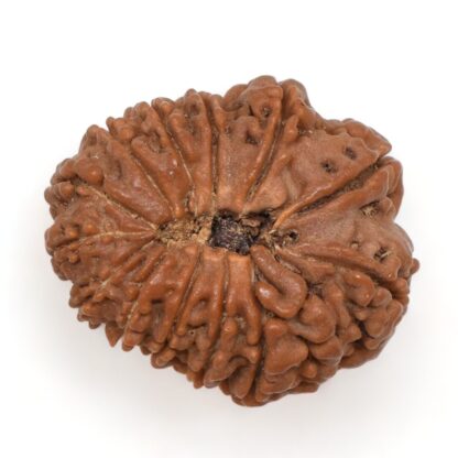 14-Mukhi-Rudraksha-Nepal-36-Back