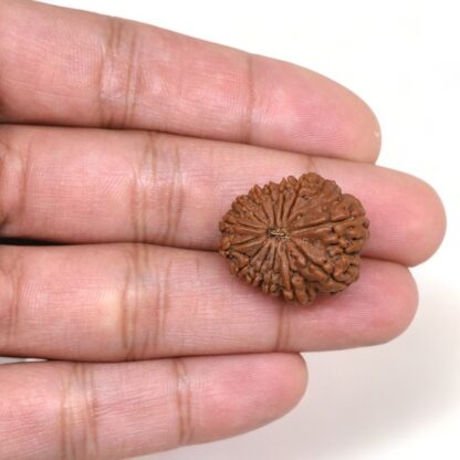 14-Mukhi-Rudraksha-Nepal-36-Hand