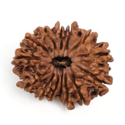 14-Mukhi-Rudraksha-Nepal-38