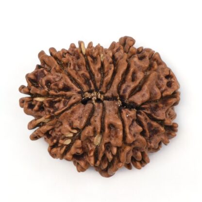 14-Mukhi-Rudraksha-Nepal-38-Back