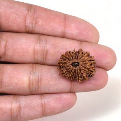 14-Mukhi-Rudraksha-Nepal-38-Hand