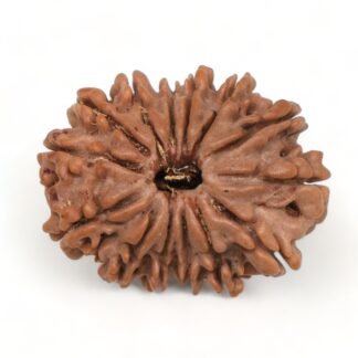 14-Mukhi-Rudraksha-Nepal-39