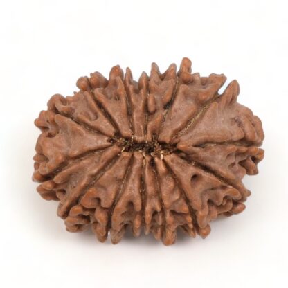 14-Mukhi-Rudraksha-Nepal-39-Back