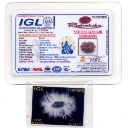 14-Mukhi-Rudraksha-Nepal-39-Certificate