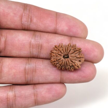 14-Mukhi-Rudraksha-Nepal-39-Hand