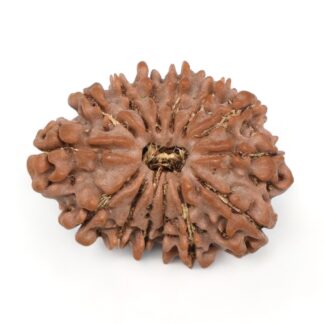 14-Mukhi-Rudraksha-Nepal-40