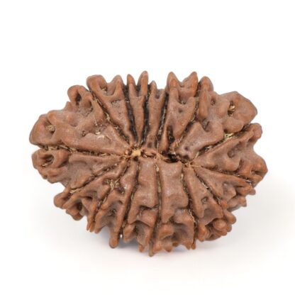 14-Mukhi-Rudraksha-Nepal-40-Back