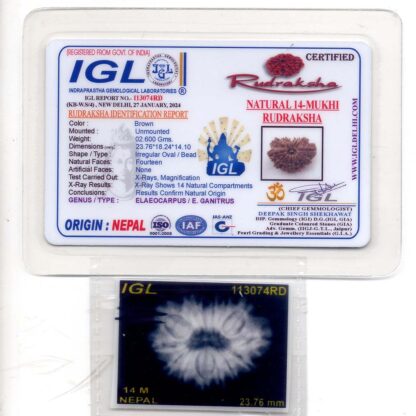 14-Mukhi-Rudraksha-Nepal-40-Certificate