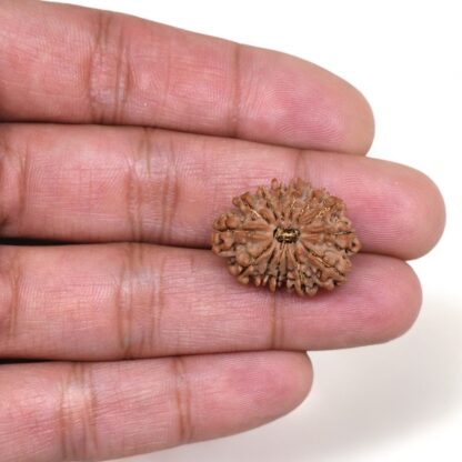 14-Mukhi-Rudraksha-Nepal-40-Hand