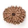 14-Mukhi-Rudraksha-Nepal-41