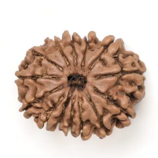 14-Mukhi-Rudraksha-Nepal-41