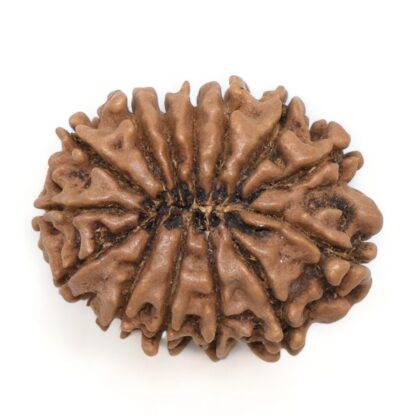 14-Mukhi-Rudraksha-Nepal-41-Back