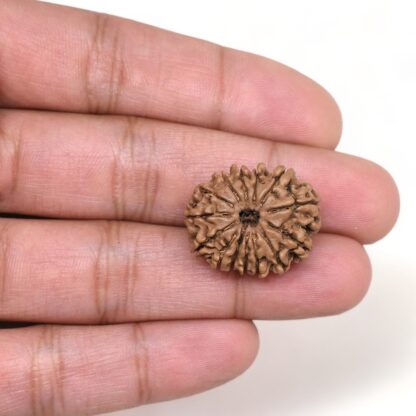 14-Mukhi-Rudraksha-Nepal-41-Hand