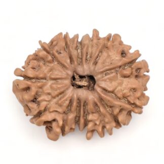 14-Mukhi-Rudraksha-Nepal-42