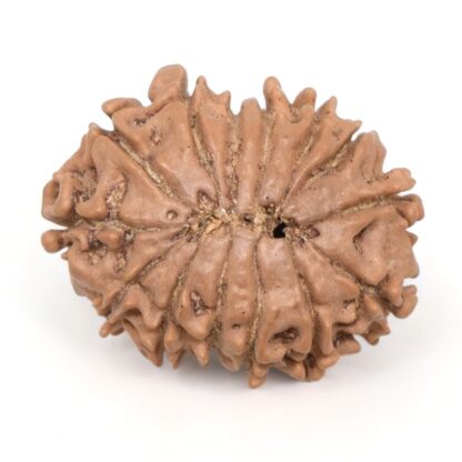 14-Mukhi-Rudraksha-Nepal-42-Back