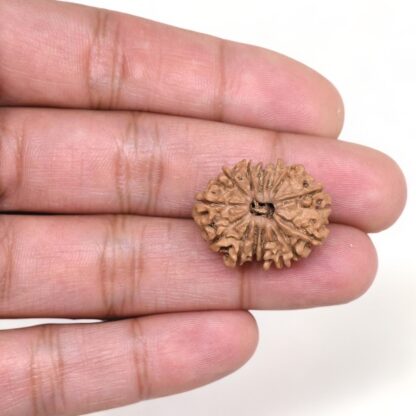 14-Mukhi-Rudraksha-Nepal-42-Hand