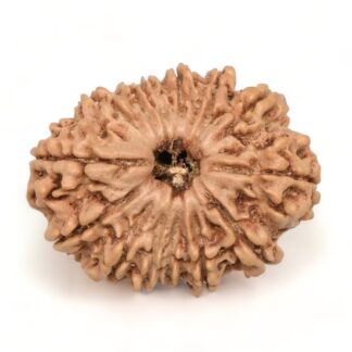 14-Mukhi-Rudraksha-Nepal-43