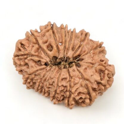 14-Mukhi-Rudraksha-Nepal-43-Back