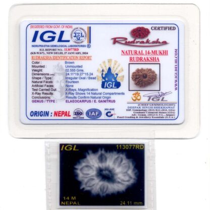 14-Mukhi-Rudraksha-Nepal-43-Certificate