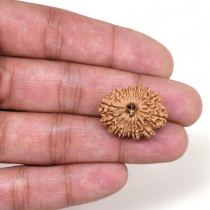 14-Mukhi-Rudraksha-Nepal-43-Hand
