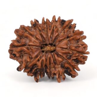 14-Mukhi-Rudraksha-Nepal-44