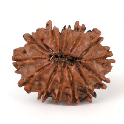 14-Mukhi-Rudraksha-Nepal-44-Back