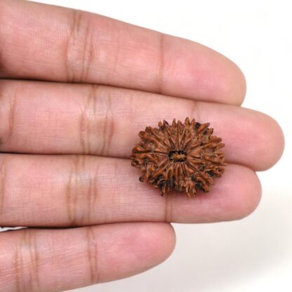 14-Mukhi-Rudraksha-Nepal-44-Hand