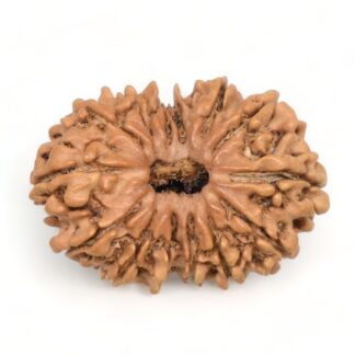 14-Mukhi-Rudraksha-Nepal-45