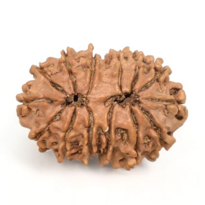 14-Mukhi-Rudraksha-Nepal-45-Back