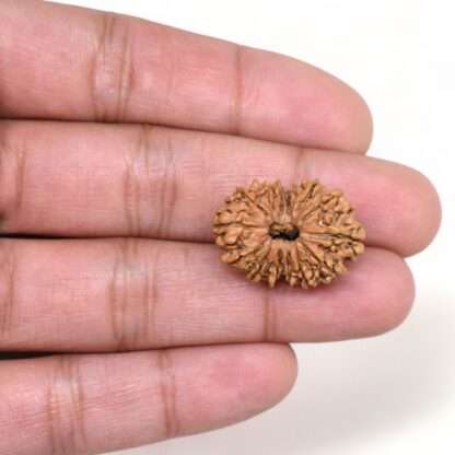 14-Mukhi-Rudraksha-Nepal-45-Hand