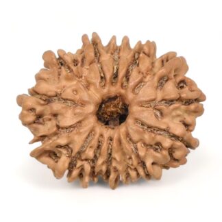 14-Mukhi-Rudraksha-Nepal-46